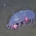 two live seafood at 1000m behind the emperors door 131496