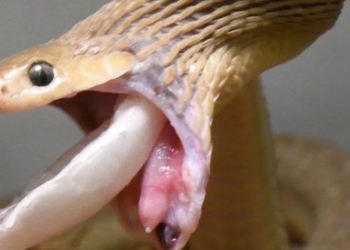 type of snake holds record for size of prey swallowed 129744