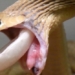 type of snake holds record for size of prey swallowed 129744