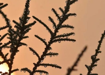 type of tree with salty honey absorbing water from the atmosphere 130996