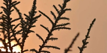 type of tree with salty honey absorbing water from the atmosphere 130996