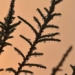 type of tree with salty honey absorbing water from the atmosphere 130996