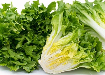 types of fresh vegetables for rolls that help reduce cholesterol and protect cardiovascular health 131242