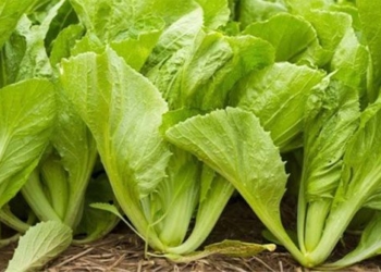 types of vegetables high in calcium 7 times more than water to help strengthen bones naturally 130749