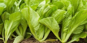 types of vegetables high in calcium 7 times more than water to help strengthen bones naturally 130749