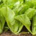 types of vegetables high in calcium 7 times more than water to help strengthen bones naturally 130749