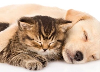 uncovering the ability to improve the state of declining awareness by feeding cats 131325
