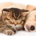 uncovering the ability to improve the state of declining awareness by feeding cats 131325