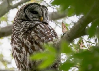us government calls for culling 500000 animals 131465