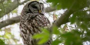 us government calls for culling 500000 animals 131465