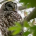 us government calls for culling 500000 animals 131465