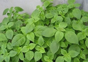 vegetable type is nutritious it is also a medicine for health 130194