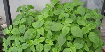 vegetable type is nutritious it is also a medicine for health 130194