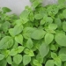 vegetable type is nutritious it is also a medicine for health 130194
