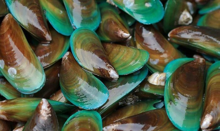 Green mussels can withstand warmer water temperatures.