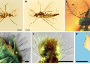 version 125 million year old of human creatures still need to fear 131397