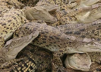vertical takeoff low altitude raising children hungry for virtue in crocodile species 130535