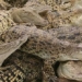 vertical takeoff low altitude raising children hungry for virtue in crocodile species 130535