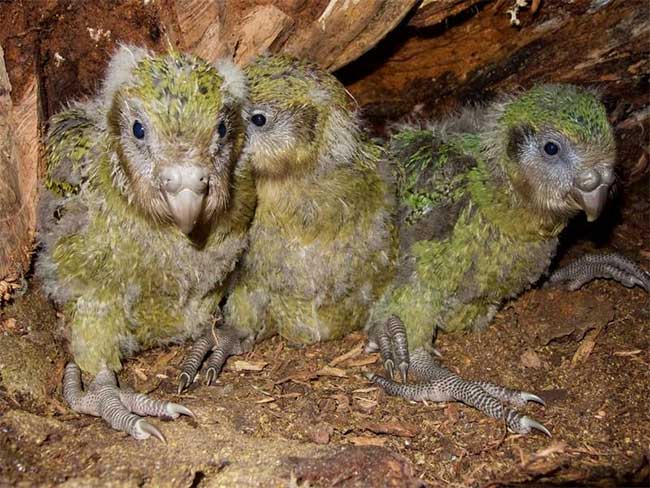 Kakapo Parrot
