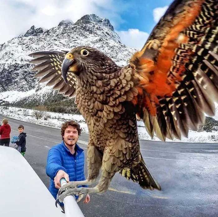 The Kea parrot (Nestor notabilis) is a large parrot native to the forested and mountainous regions