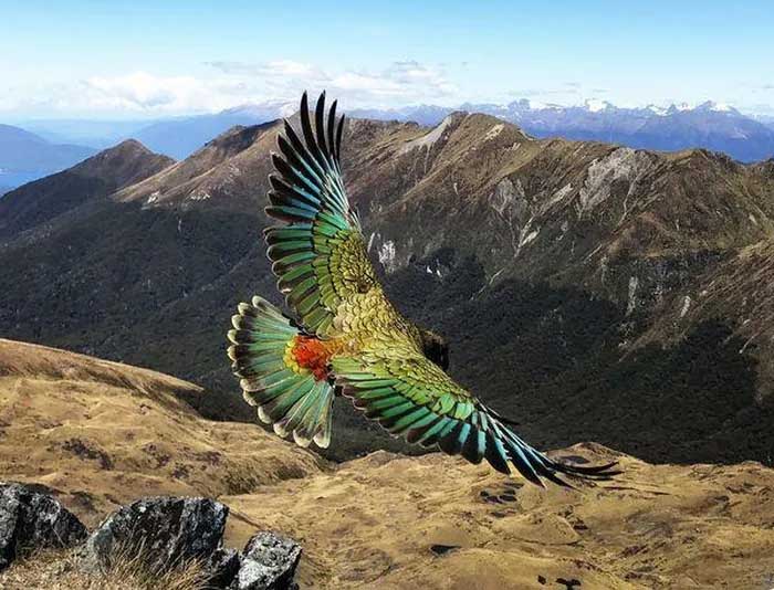 The Kea parrot is one of the smartest birds in the world, capable of creating and using simple tools