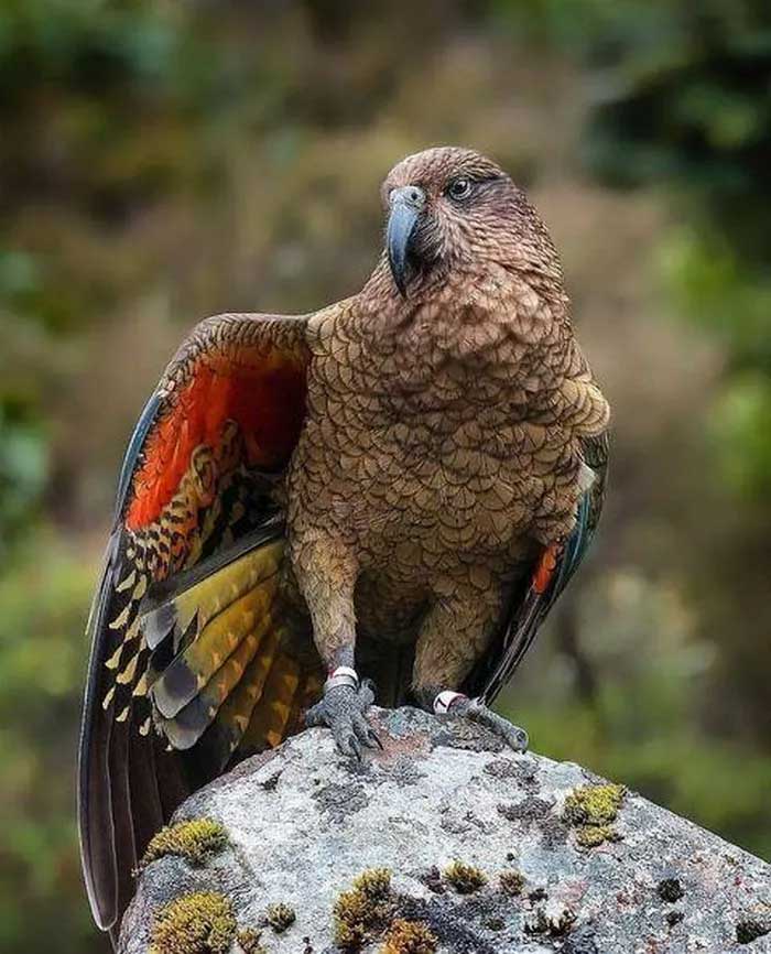 The Kea parrot is well adapted to harsh and cold environments, with thick feathers and a large beak