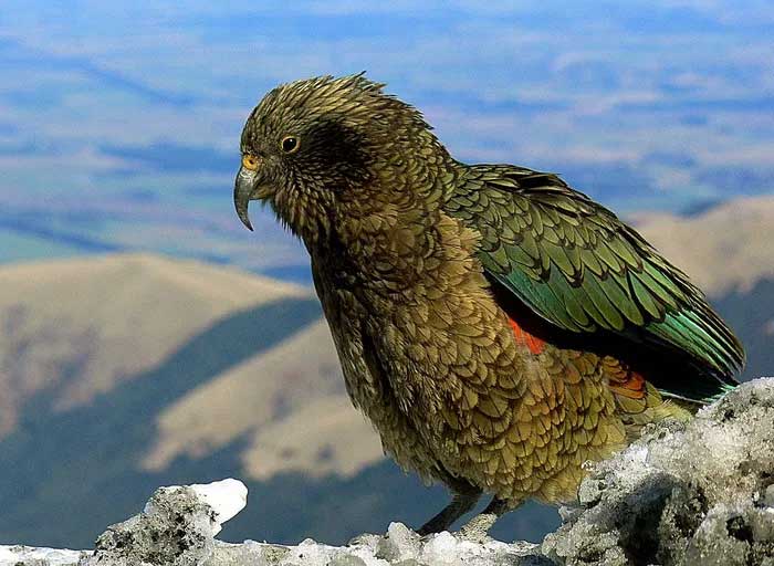 The Kea parrot has an omnivorous diet primarily consisting of roots, leaves, berries, nectar, and insects, including carrion