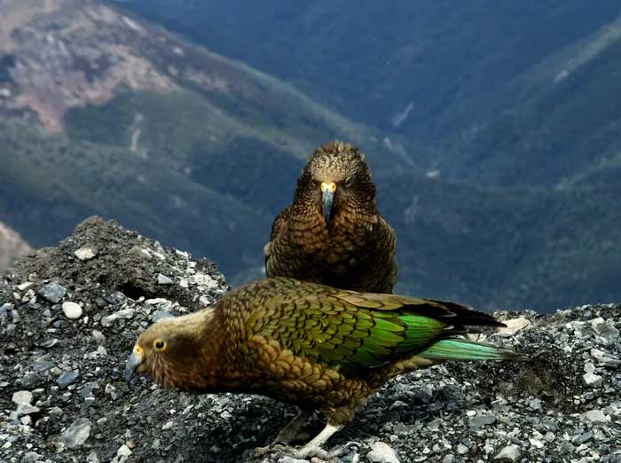 The Kea parrot nests in caves or crevices among tree roots.