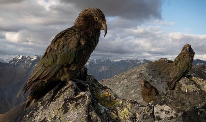 The Kea parrot is 'the only parrot species in the world that lives in a high-altitude climate'