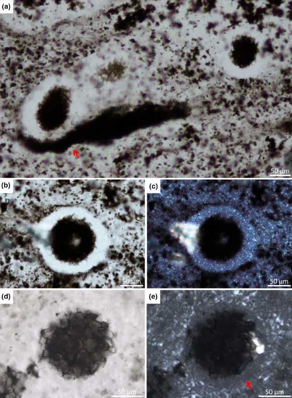 Microfossils found in Western Australia.