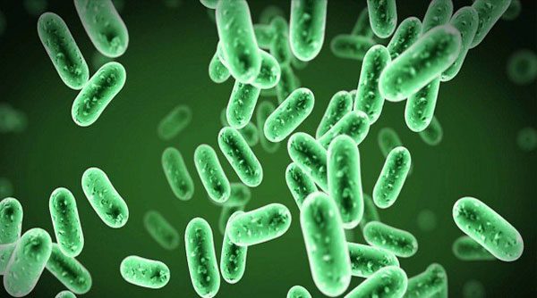 Microorganisms in dead bodies interact with soil microbial communities to decompose remains.