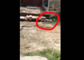 video being chased by a snake while naturally stealing and then leaving 129820