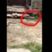 video being chased by a snake while naturally stealing and then leaving 129820