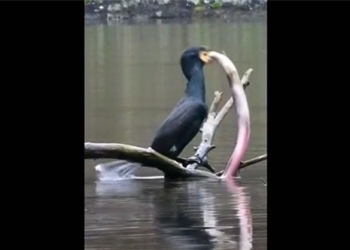 video bird catcher caught big fish and the surprising end 130419