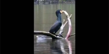 video bird catcher caught big fish and the surprising end 130419
