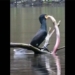 video bird catcher caught big fish and the surprising end 130419