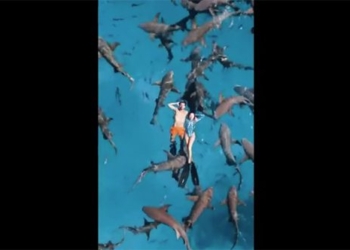 video capturing the ghosts with tens of crocodiles 129663