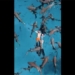 video capturing the ghosts with tens of crocodiles 129663