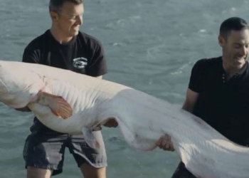 video catch european giant catfish in bach tang massive 129863