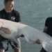 video catch european giant catfish in bach tang massive 129863