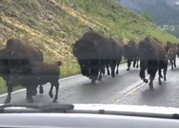 video deer forest cannot cause traffic jam 129402