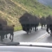 video deer forest cannot cause traffic jam 129402