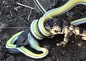 video from this war ignite with unique snake has been swallowed by enemy 129548