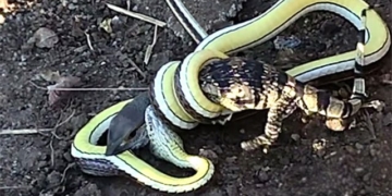 video from this war ignite with unique snake has been swallowed by enemy 129548