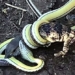 video from this war ignite with unique snake has been swallowed by enemy 129548