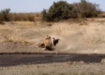 video inconvenient when drinking water from the llama must pay a high price when meeting a lion 130026
