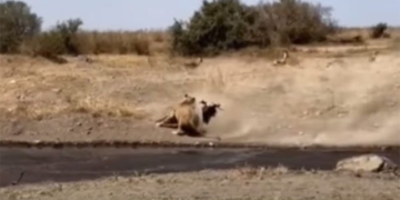 video inconvenient when drinking water from the llama must pay a high price when meeting a lion 130026