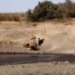 video inconvenient when drinking water from the llama must pay a high price when meeting a lion 130026