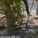 video introducing sand dune soil type helping transform sa mac into farm land 130984