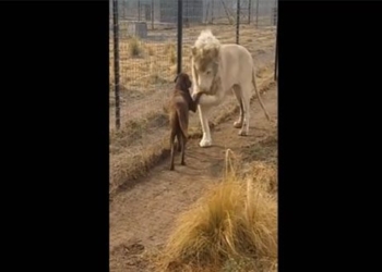 video king meets white lion dog with action is 129931